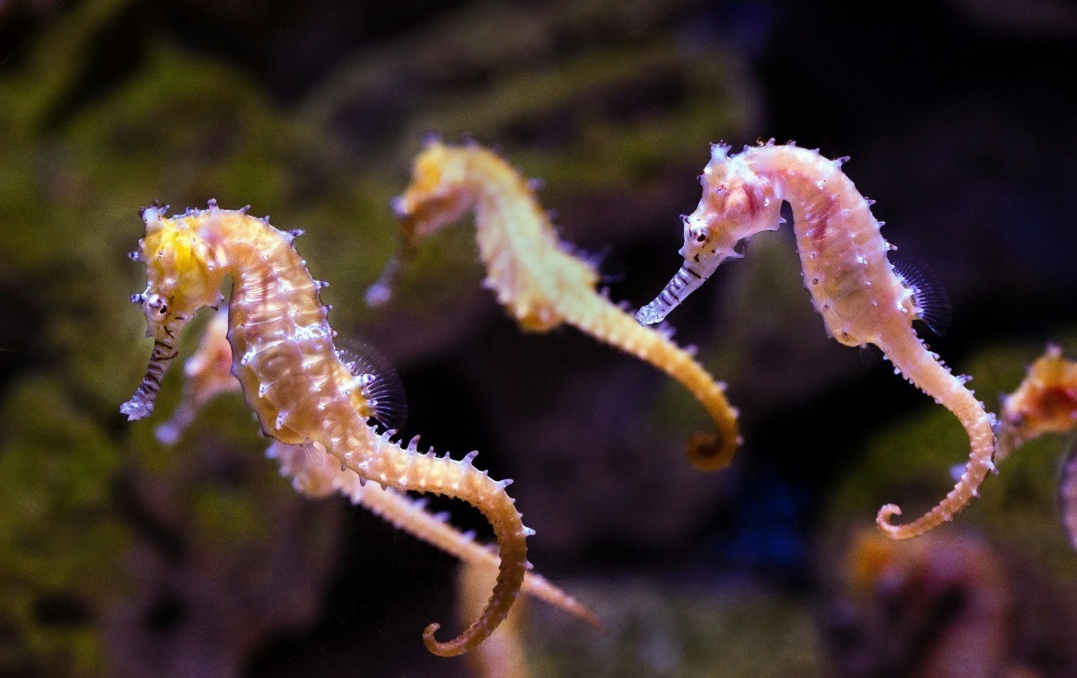 Fragile, slow, unforgettable. The story of a seahorse.
