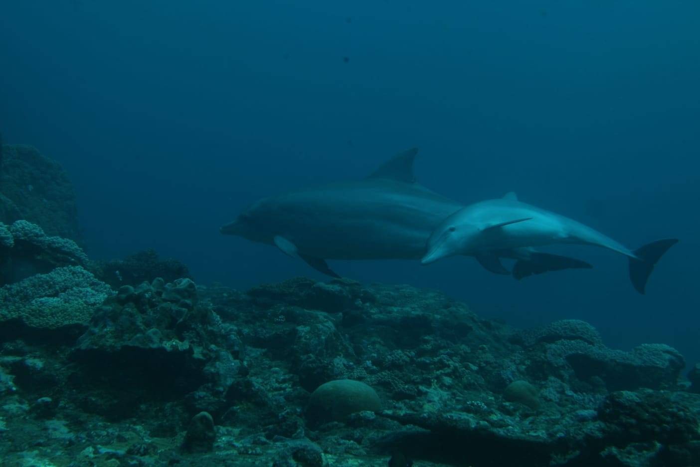 Scuba World Mauritius