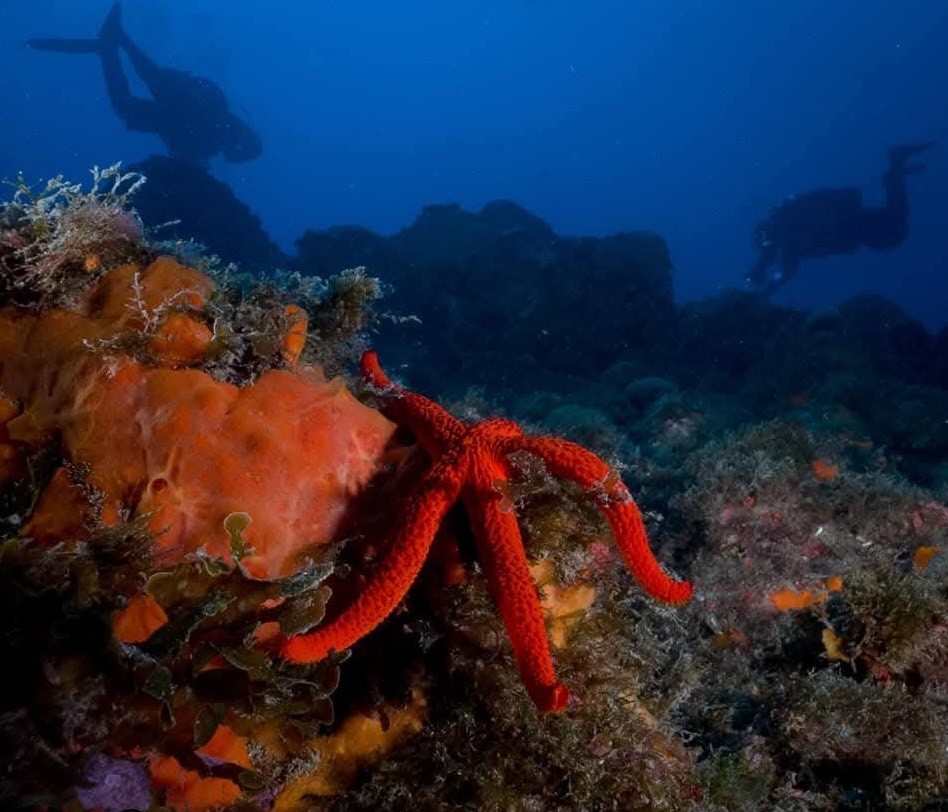 DNA Divers Catania by Apogon ASD