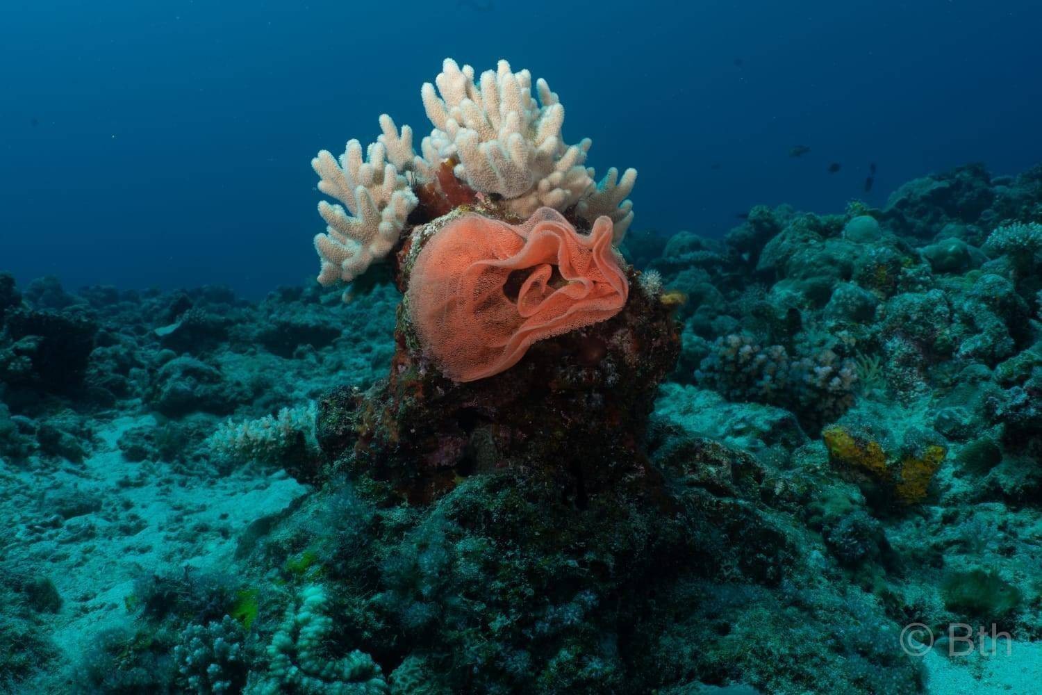 Massiwa Diving Center