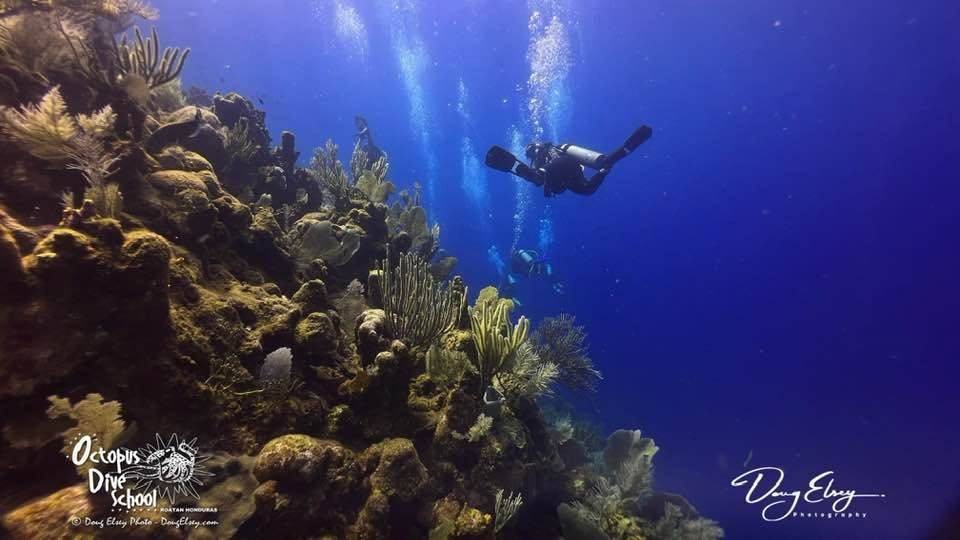 Octopus Dive School