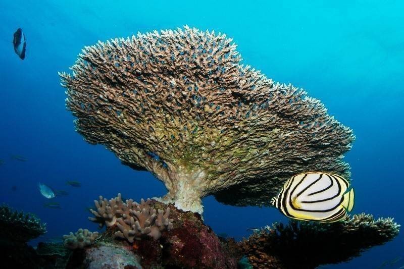 Praslin Pro Divers