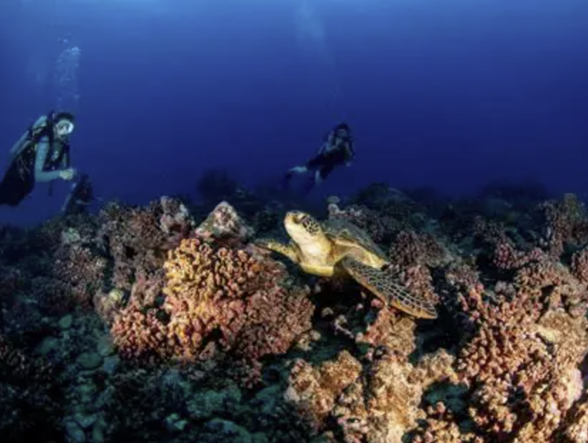 Scubapiti Moorea