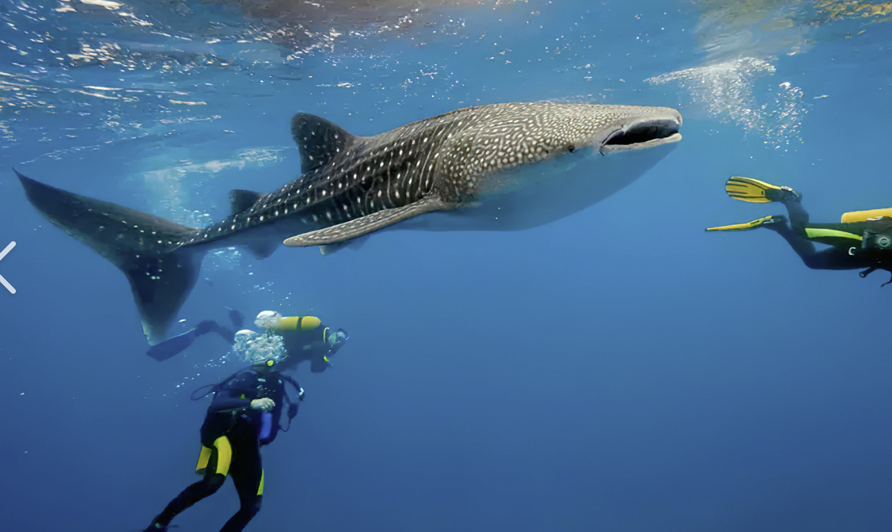 NALADHU PRIVATE ISLAND DIVING